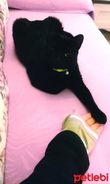 Bombay, Kedi  Zeytin fotoğrafı