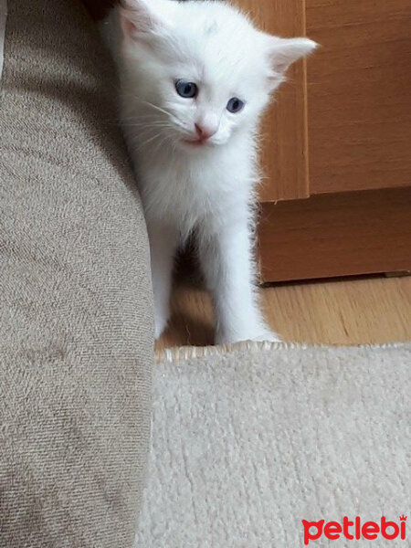 Ankara Kedisi, Kedi  Sütlaç fotoğrafı