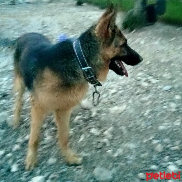Alman Çoban Köpeği, Köpek  Cesur fotoğrafı