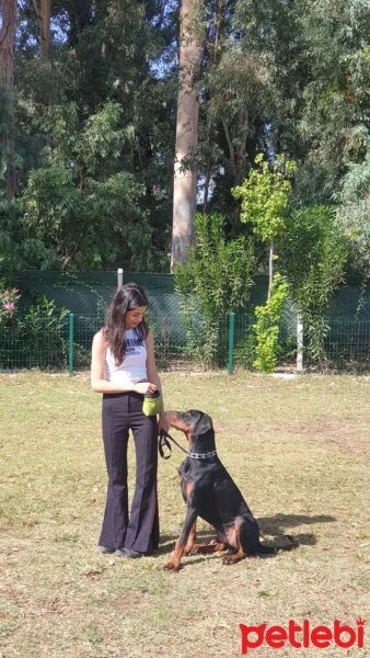 Doberman Pinscher, Köpek  Derman fotoğrafı