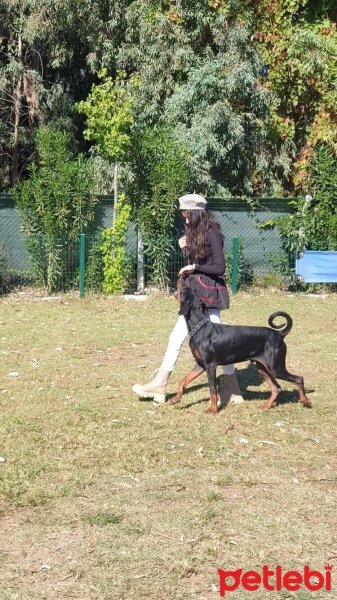 Doberman Pinscher, Köpek  Derman fotoğrafı