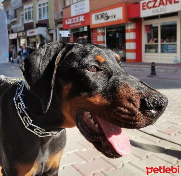 Doberman Pinscher, Köpek  Derman fotoğrafı