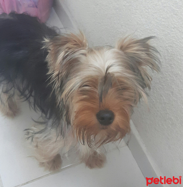 Yorkshire Terrier, Köpek  Chuky  fotoğrafı