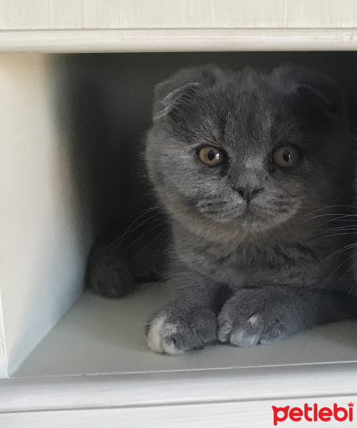 Scottish Fold, Kedi  Milka fotoğrafı