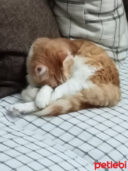 Sarman, Kedi  Karamel fotoğrafı