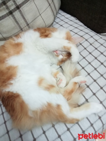 Sarman, Kedi  Karamel fotoğrafı
