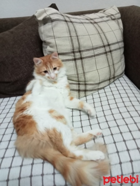 Sarman, Kedi  Karamel fotoğrafı