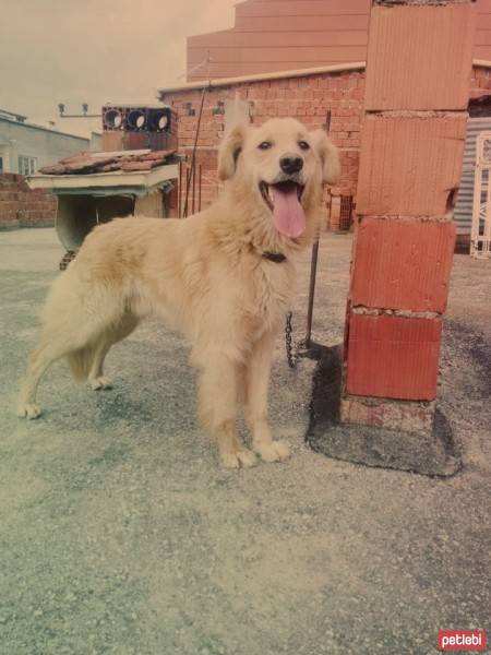 Golden Retriever, Köpek  efe fotoğrafı