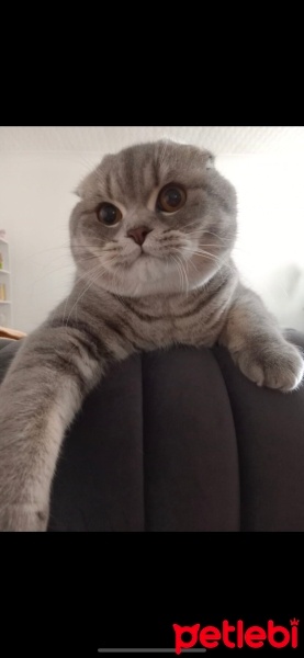 Scottish Fold, Kedi  BULUT fotoğrafı