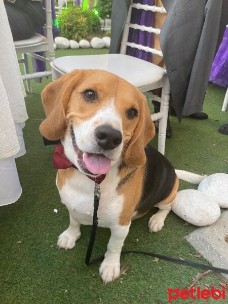 Beagle, Köpek  Miço fotoğrafı