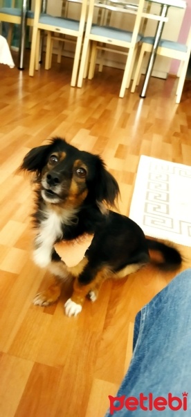 Russian Spaniel, Köpek  Prenses fotoğrafı