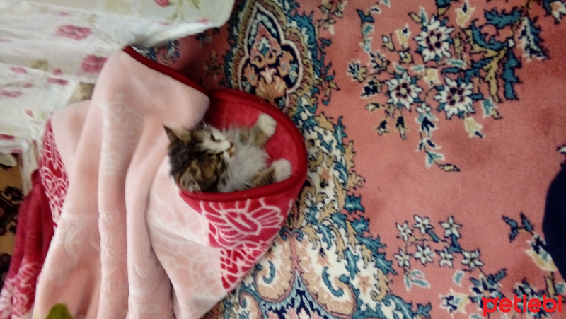 Sibirya Kedisi, Kedi  Piko fotoğrafı
