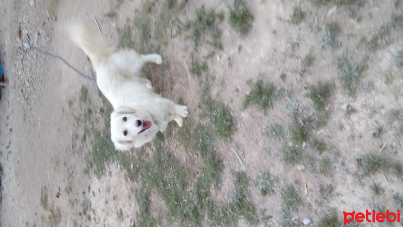 Sibirya Kedisi, Kedi  Piko fotoğrafı