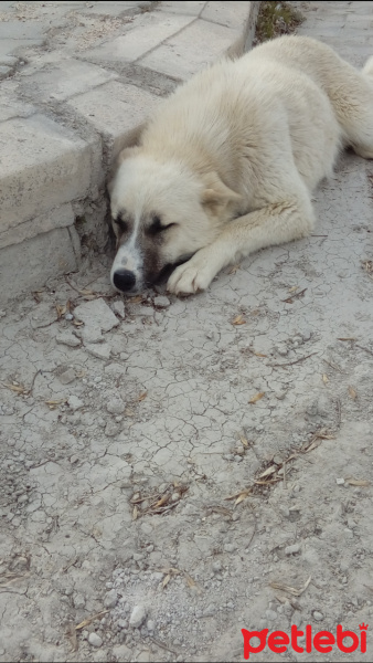 Sibirya Kedisi, Kedi  Piko fotoğrafı