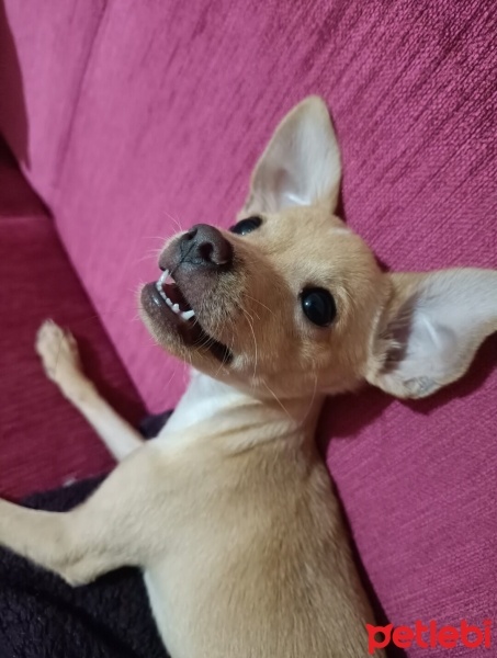 Minyatür Pinscher, Köpek  max fotoğrafı