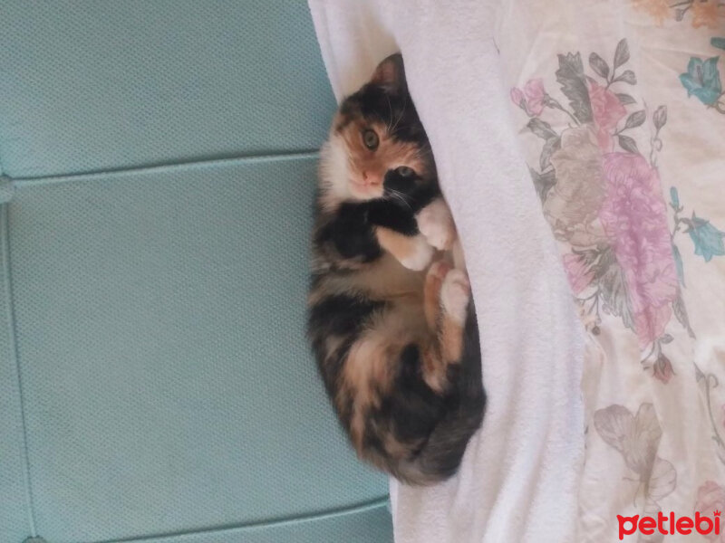 Tekir Kedi, Kedi  Minik Yavru fotoğrafı