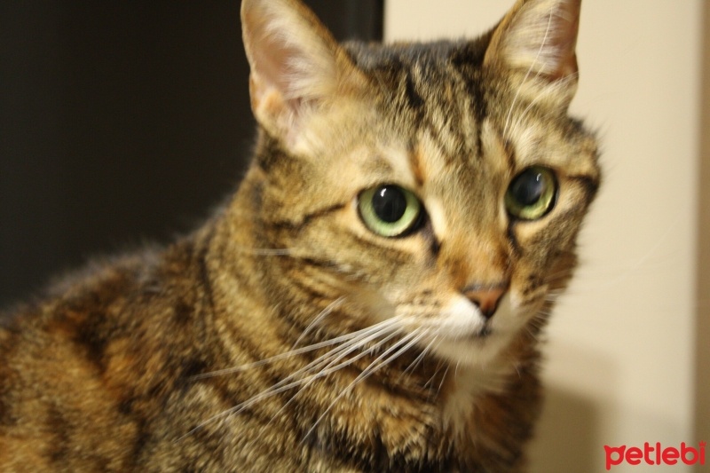 Tekir Kedi, Kedi  suzi fotoğrafı