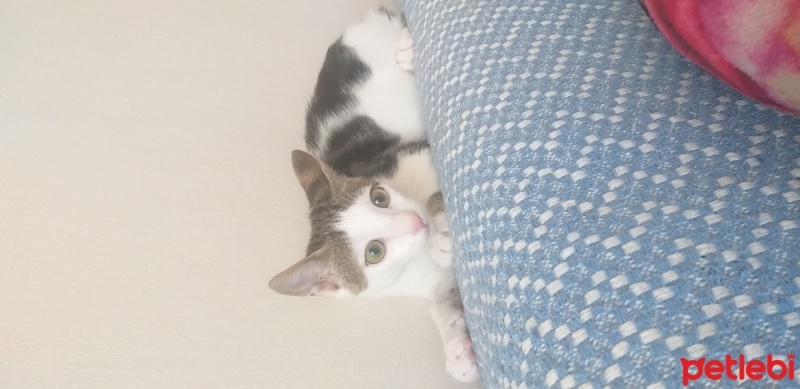 Tekir Kedi, Kedi  Hera fotoğrafı