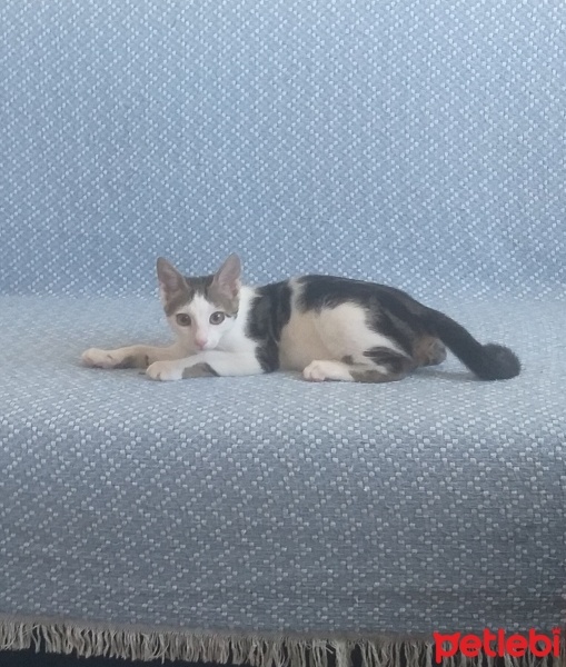 Tekir Kedi, Kedi  Hera fotoğrafı
