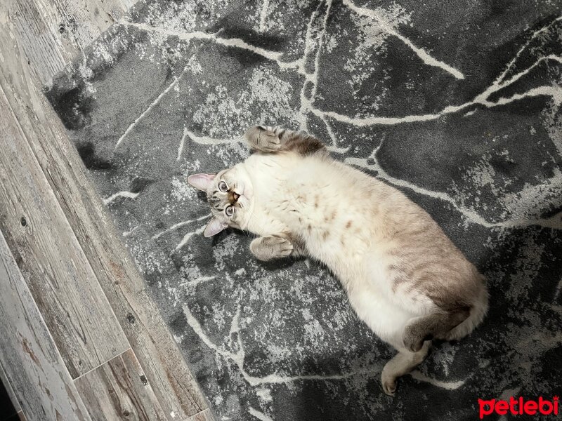 Siyam Kedisi, Kedi  Çekirdek fotoğrafı