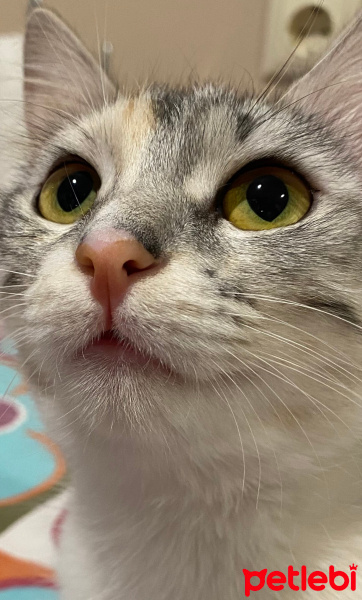 Tekir Kedi, Kedi  Nohut fotoğrafı