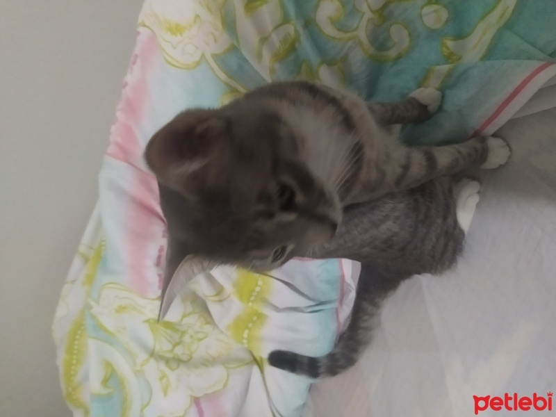 Tekir Kedi, Kedi  Yumak fotoğrafı