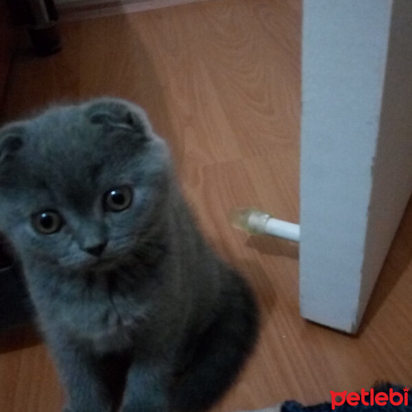 Scottish Fold, Kedi  Şanslı fotoğrafı