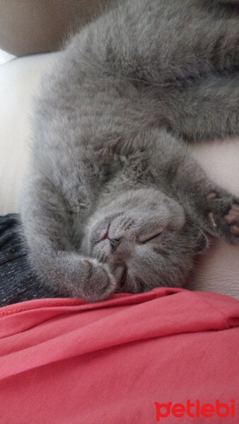 Scottish Fold, Kedi  Şanslı fotoğrafı