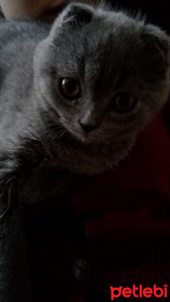 Scottish Fold, Kedi  Şanslı fotoğrafı