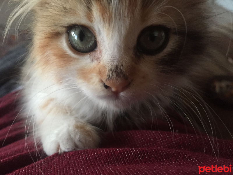 Tekir Kedi, Kedi  Müjgan fotoğrafı