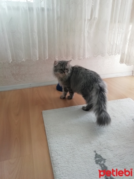 Chinchilla, Kedi  Çiko fotoğrafı