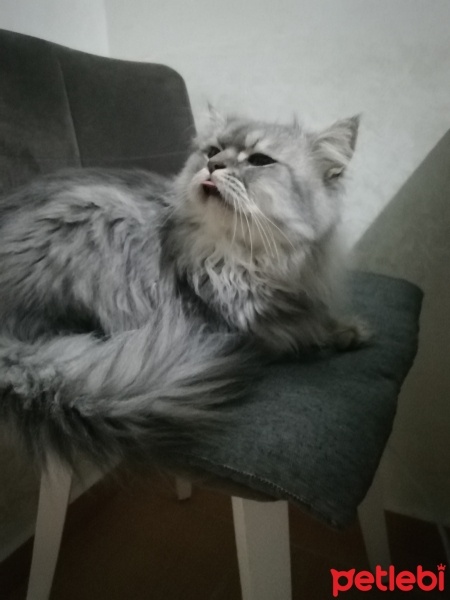 Chinchilla, Kedi  Çiko fotoğrafı