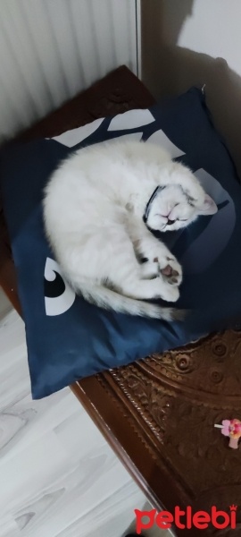 British Shorthair, Kedi  Mia fotoğrafı