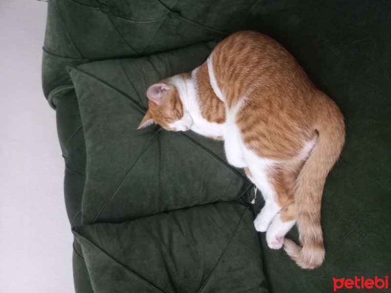 Sarman, Kedi  Tarçın fotoğrafı
