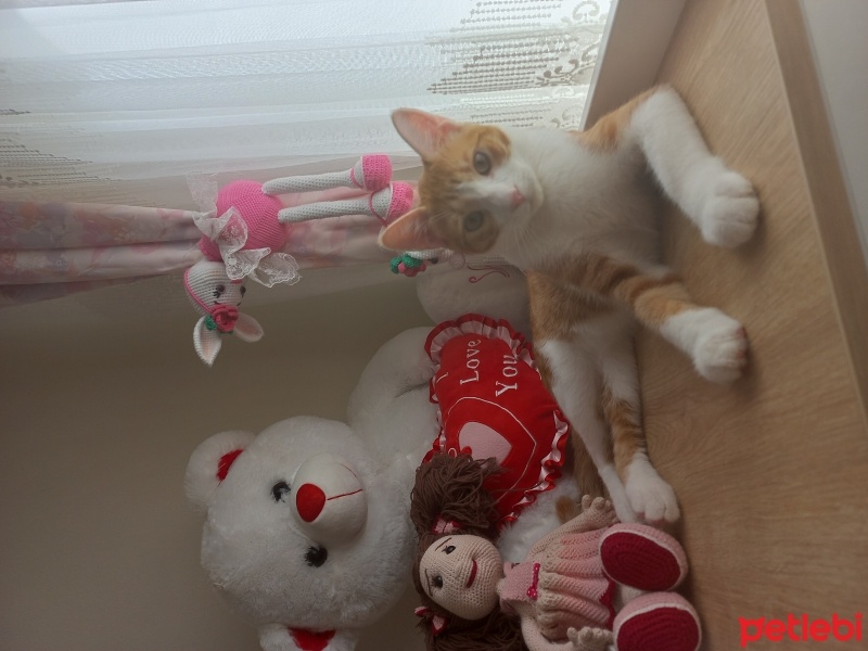 Sarman, Kedi  Tarçın fotoğrafı