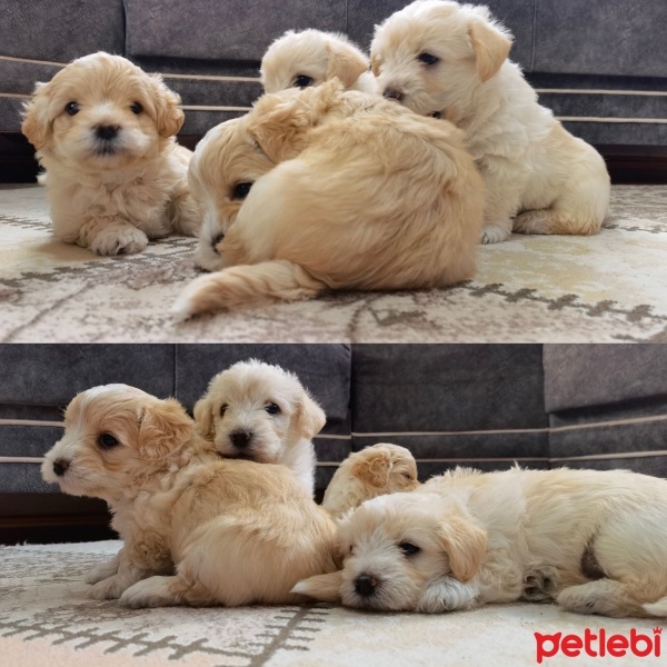 Maltese, Köpek  Terrier fotoğrafı
