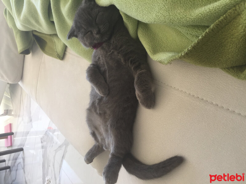 Scottish Fold, Kedi  Venüs fotoğrafı