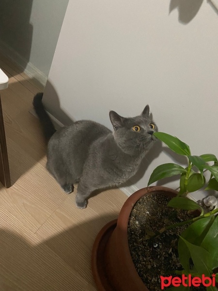 British Shorthair, Kedi  Gece fotoğrafı