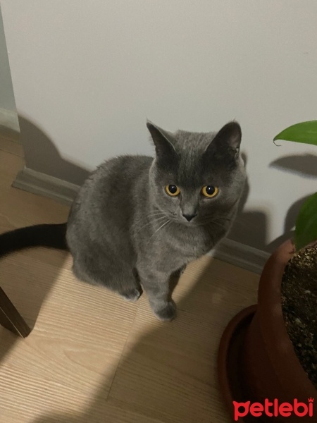 British Shorthair, Kedi  Gece fotoğrafı