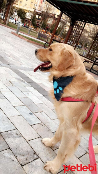 Golden Retriever, Köpek  BARNEY fotoğrafı