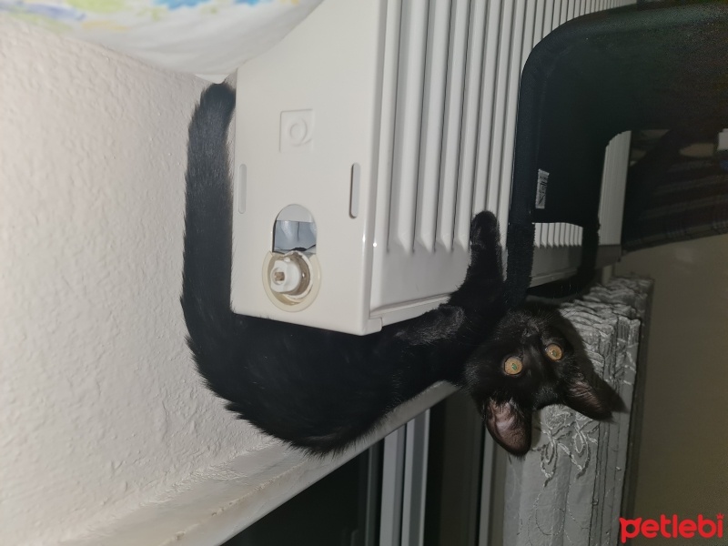 Bombay, Kedi  Zeytin fotoğrafı