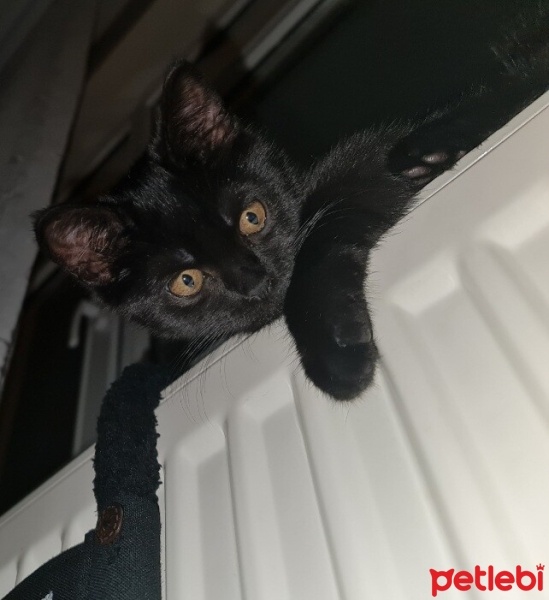 Bombay, Kedi  Zeytin fotoğrafı