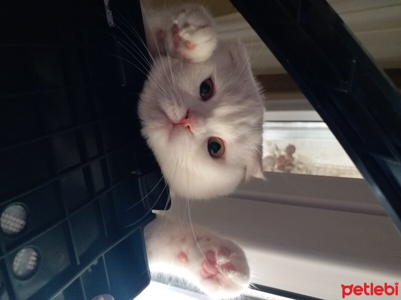 Scottish Fold, Kedi  Coco fotoğrafı