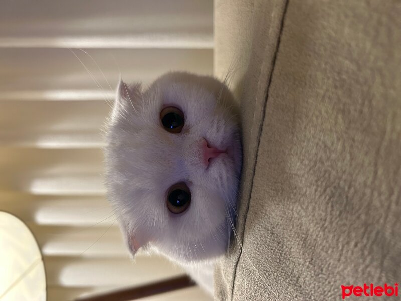 Scottish Fold, Kedi  Coco fotoğrafı