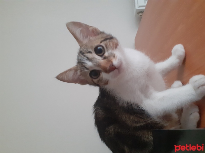 Tekir Kedi, Kedi  Zeytin fotoğrafı