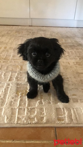 Pekingese, Köpek  Lora fotoğrafı