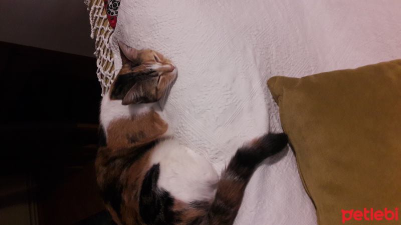 American Wirehair, Kedi  Minik fotoğrafı