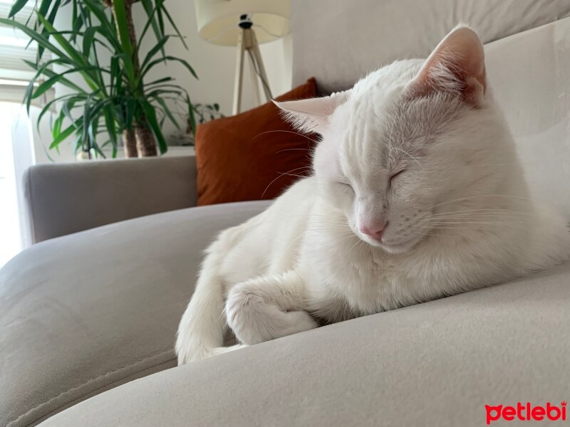 Ankara Kedisi, Kedi  Pamuk fotoğrafı