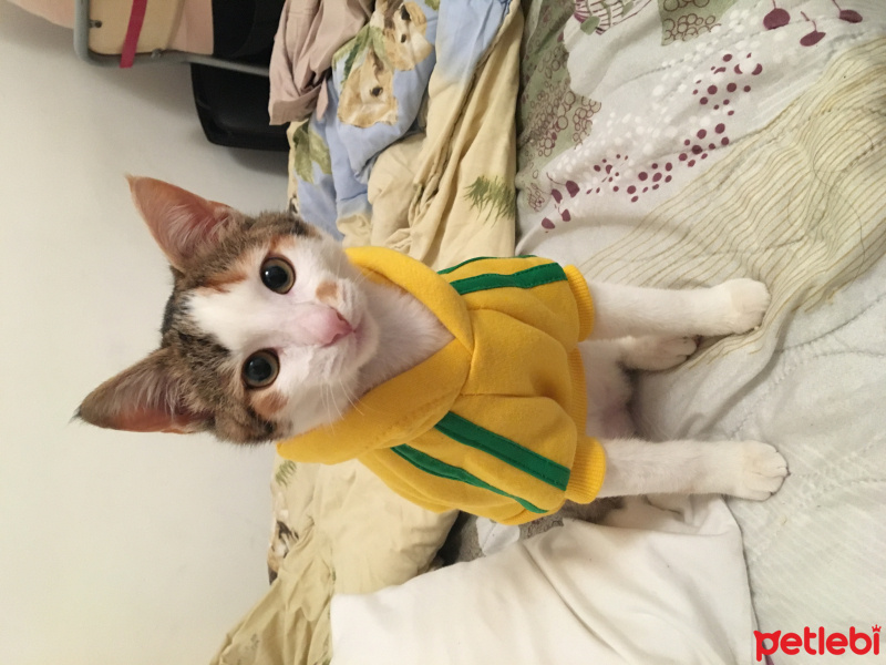 Tekir Kedi, Kedi  pete fotoğrafı