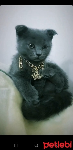 Scottish Fold, Kedi  Dobby fotoğrafı